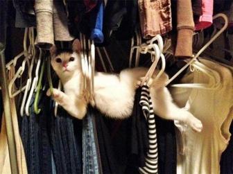 Pictures of wonderful animals stuck in funny places.