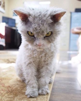 The most angry and terrifying cat in the world.