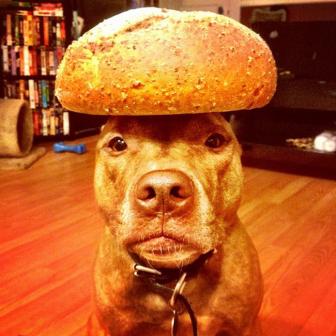 The suffering of a patient dog with his owner.