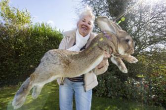 Pictures of the world's biggest rabbit.