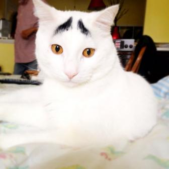 A cat with eyebrows ... always seems worried.