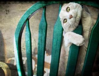Pictures of animals passing through difficult times.