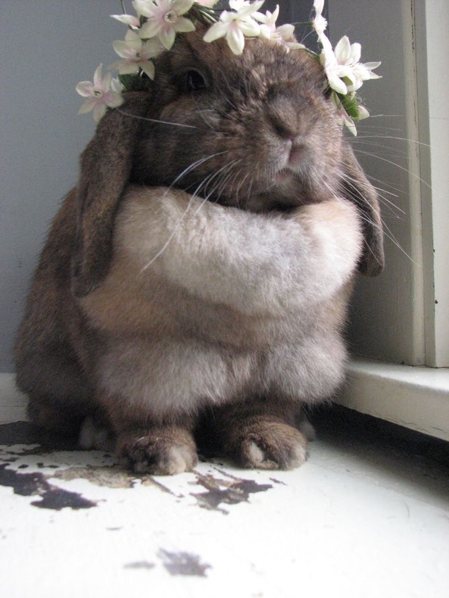 صور أرانب صغار رائعة الجمال