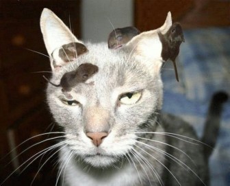 Pictures of very patient animals.