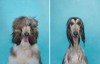 Funny pictures of dogs before and after the shower.