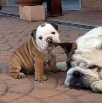 Pictures of beautiful puppies will melt your heart.