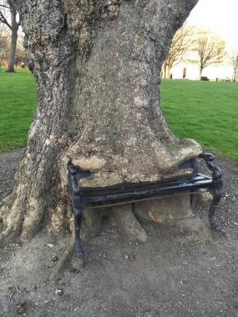 Beautiful and strange trees from around the world.