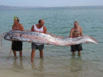 Pictures of strange animals, but real.