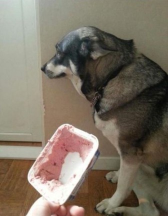 When dogs feel guilty.