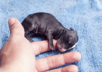 Rabbit images from birth to day 30.