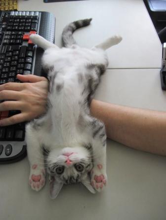 Images of people suffering with cats.