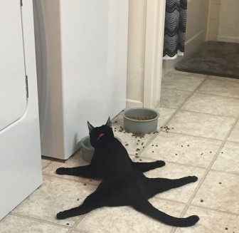 Cats ... no logic.