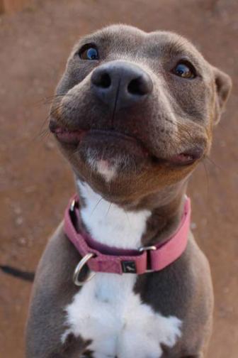 Pictures of the world's happiest dogs.
