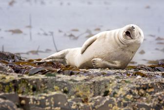 Pictures of funny animals.