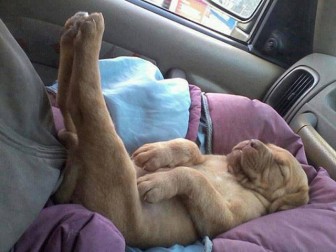 Pictures of dogs sleeping in strange places.