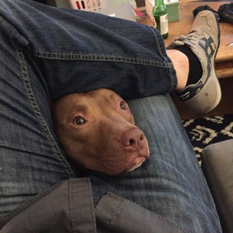 Pictures of beautiful, loyal dogs.