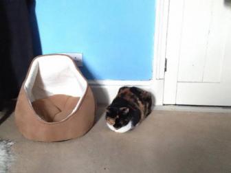 Pictures of cats don't like presents.
