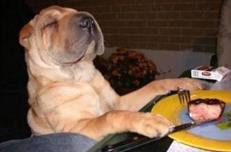 When dogs behave like humans.