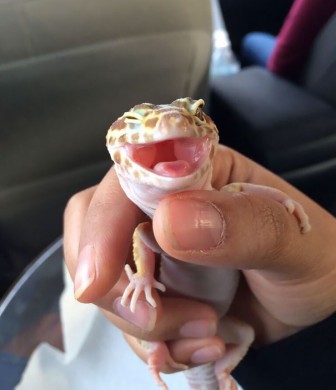 Beautiful pictures of a smile of animals.