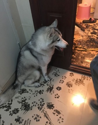A disaster dog redecorating the house.
