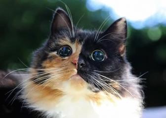 A blind cat with beautiful eyes.