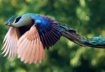 Pretty pictures of the peacock during the pilots.