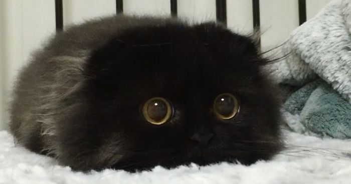 قط جميل ذو عيون كبيرة