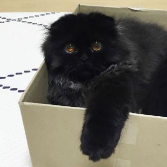 Nice cat with big eyes.