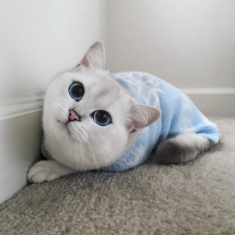 Pictures of a very beautiful cat with blue eyes.