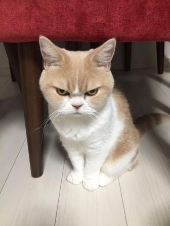 Nice cat. Always angry.