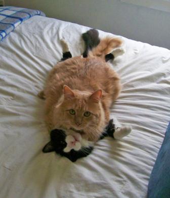 Love is at cats.