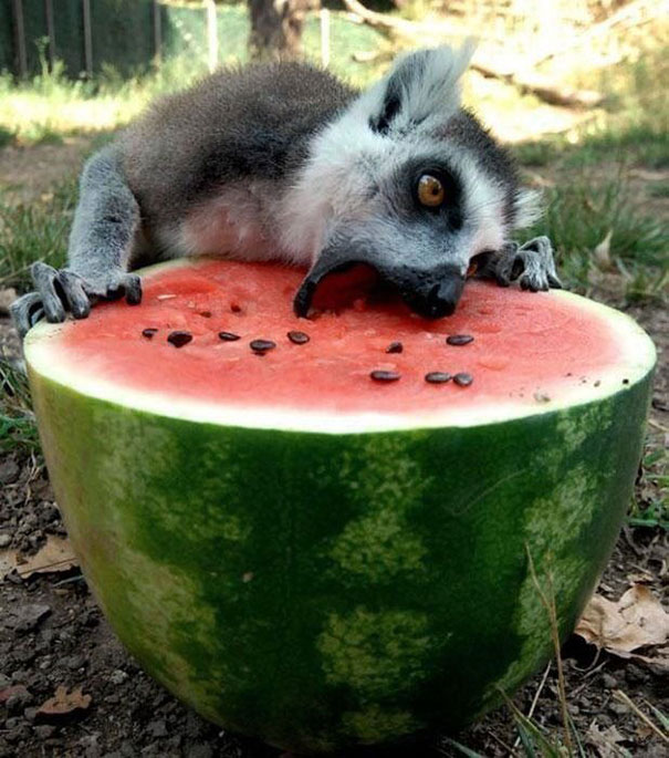 صور حيوانات ظريفة أثناء الأكل