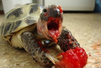 Pictures of cute animals while eating.