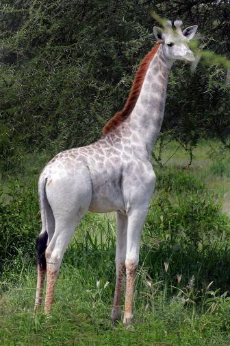 A rare white giraffe.
