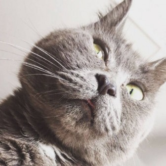 Nice cat pictures. Always surprised.