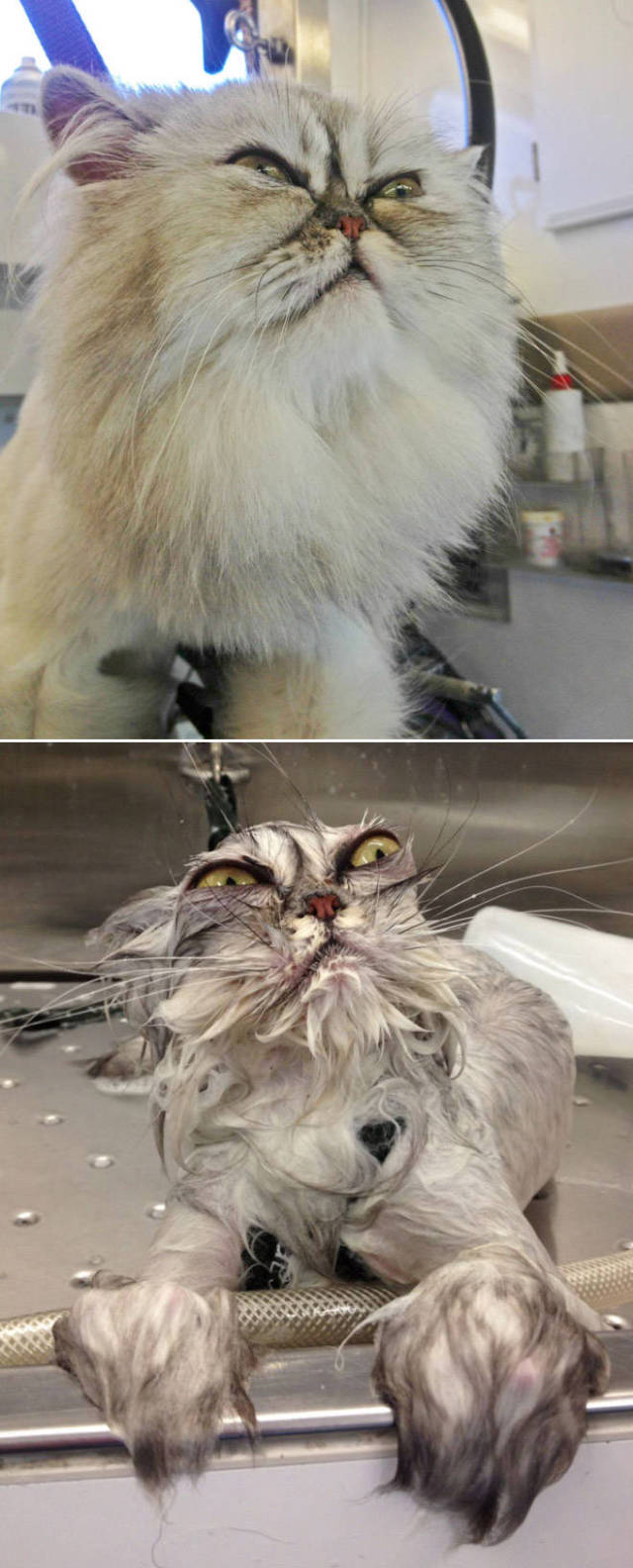 صور مضحكه لقطط قبل و بعد الاستحمام