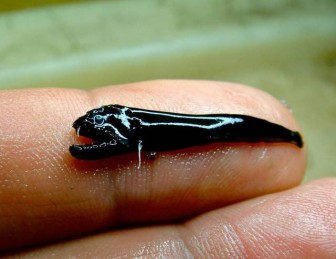 Pictures of very strange animals from Australia.
