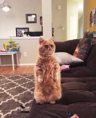 Cute footage. He thinks he's human.