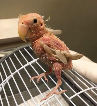 Pictures of a beautiful parrot without feathers.