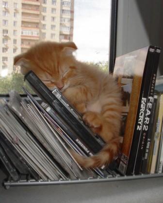 Beautiful pictures of cats sleeping anywhere.