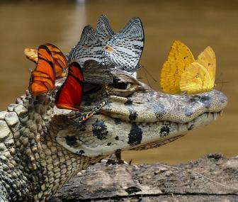 Crocodile pictures love butterflies.