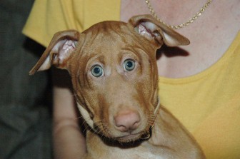 What if the animal eyes are front?