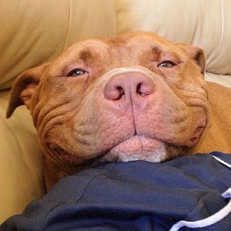 Permanent dog pictures. Smile.