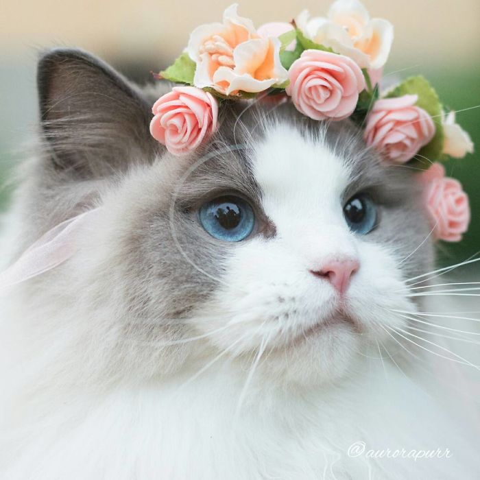 Bilder Von Der Schönsten Katze Der Welt Fotos Tiere