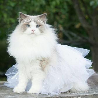 Pictures of the world's prettiest cat.