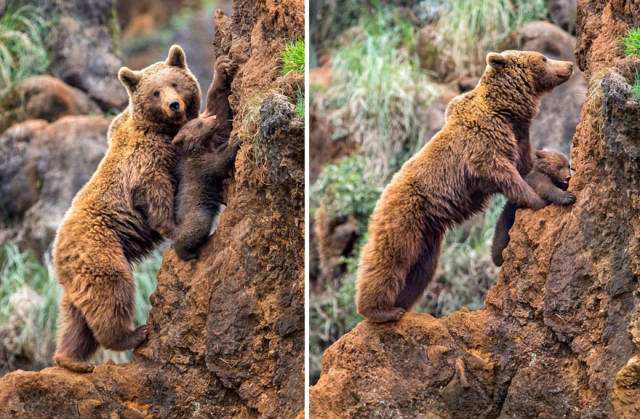 صور جميلة لدببة صغيرة مع أمها