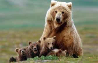 Pretty pictures of a little bear with her mom.