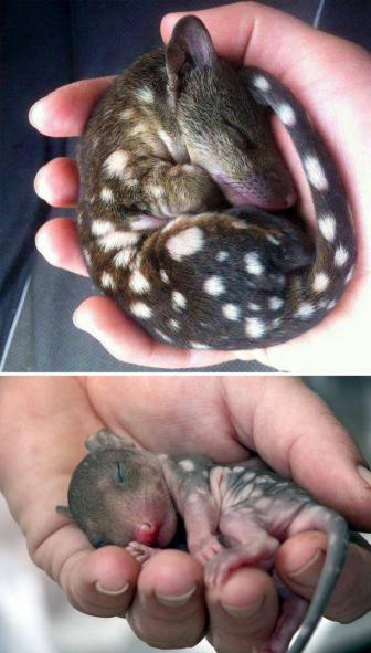 Funny pictures of young animals.