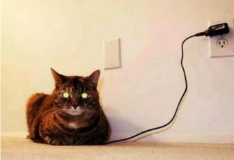 Nice cat pictures.