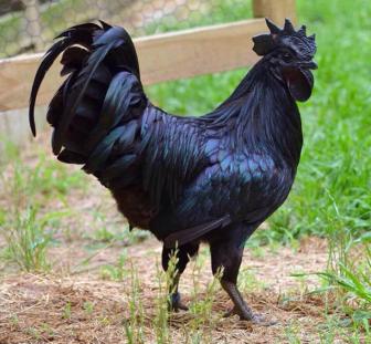 Strange animals you've never seen before.